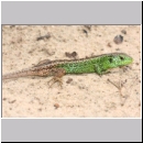 Lacerta agilis - Zauneidechse m06.jpg